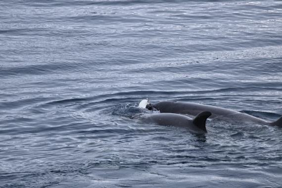 OTL24-25, Day 6, SAS_4837.JPG © Saskia van der Meij - Oceanwide Expeditions.JPG