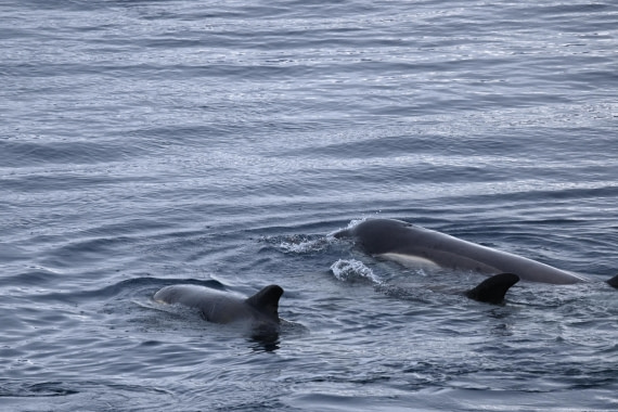 OTL24-25, Day 6, SAS_4841.JPG © Saskia van der Meij - Oceanwide Expeditions.JPG