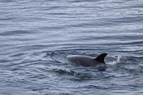 OTL24-25, Day 6, SAS_4842.JPG © Saskia van der Meij - Oceanwide Expeditions.JPG