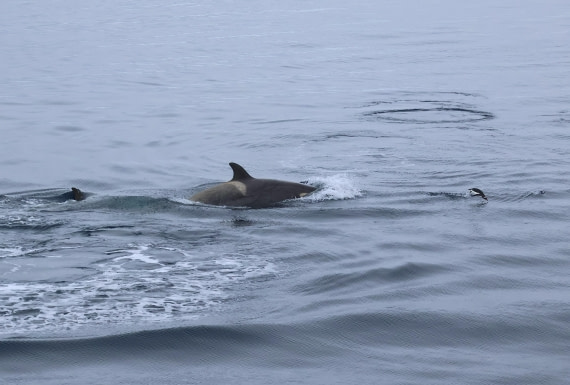 OTL24-25, Day 7, IMG_8199.JPG © Beth Hitchcock - Oceanwide Expeditions.JPG