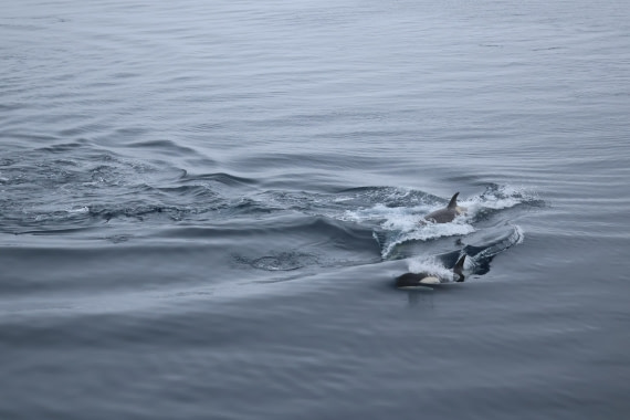 OTL24-25, Day 7, IMG_8214.JPG © Beth Hitchcock - Oceanwide Expeditions.JPG