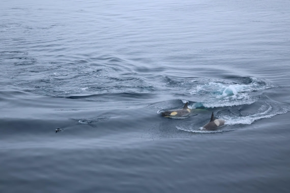 OTL24-25, Day 7, IMG_8217.JPG © Beth Hitchcock - Oceanwide Expeditions.JPG