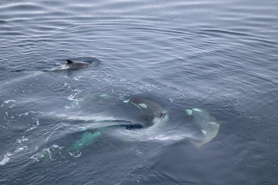 OTL24-25, Day 7, IMG_8227.JPG © Beth Hitchcock - Oceanwide Expeditions.JPG