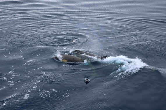 OTL24-25, Day 7, IMG_8232.JPG © Beth Hitchcock - Oceanwide Expeditions.JPG