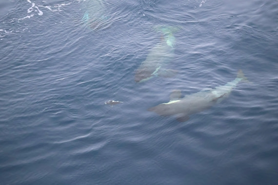 OTL24-25, Day 7, IMG_8239.JPG © Beth Hitchcock - Oceanwide Expeditions.JPG