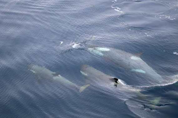 OTL24-25, Day 7, IMG_8243.JPG © Beth Hitchcock - Oceanwide Expeditions.JPG