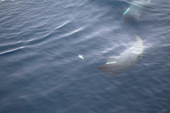 OTL24-25, Day 7, IMG_8264.JPG © Beth Hitchcock - Oceanwide Expeditions.JPG