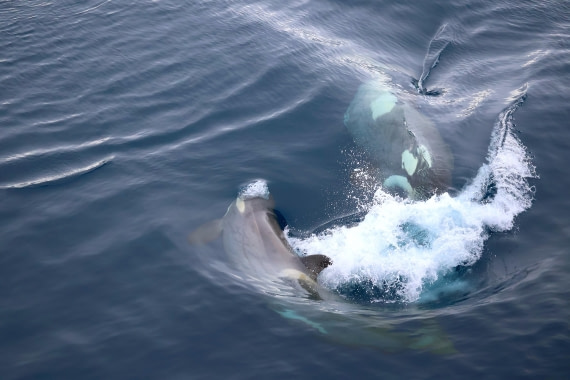 OTL24-25, Day 7, IMG_8266.JPG © Beth Hitchcock - Oceanwide Expeditions.JPG