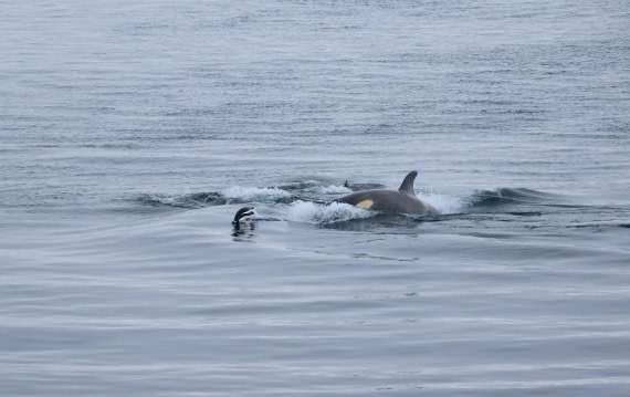 OTL24-25, Day 7, IMG_8293.JPG © Beth Hitchcock - Oceanwide Expeditions.JPG