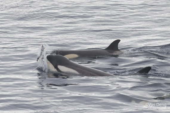 OTL24-25, Day 7, Wei_Slideshow3O0A4859.jpg © Wei Deng - Oceanwide Expeditions.jpg