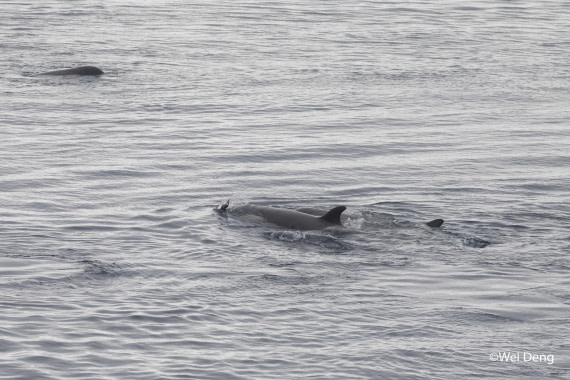 OTL24-25, Day 7, Wei_Slideshow3O0A4871.jpg © Wei Deng - Oceanwide Expeditions.jpg