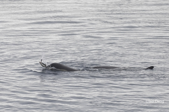 OTL24-25, Day 7, Wei_Slideshow3O0A4880.jpg © Wei Deng - Oceanwide Expeditions.jpg