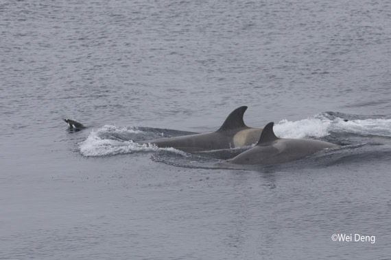 OTL24-25, Day 7, Wei_Slideshow3O0A4994.jpg © Wei Deng - Oceanwide Expeditions.jpg