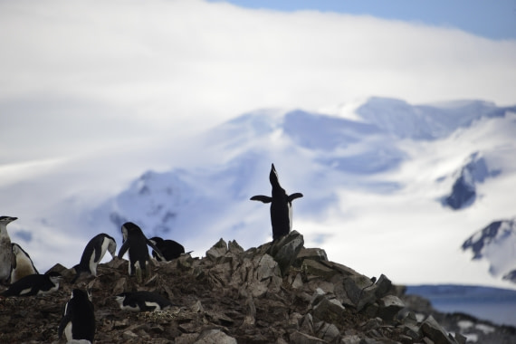 OTL24-25, Day 8, Gary 8Dec-Half Moon-Ecstatic Chinstrap.JPG © Gary Miller - Oceanwide Expeditions.JPG