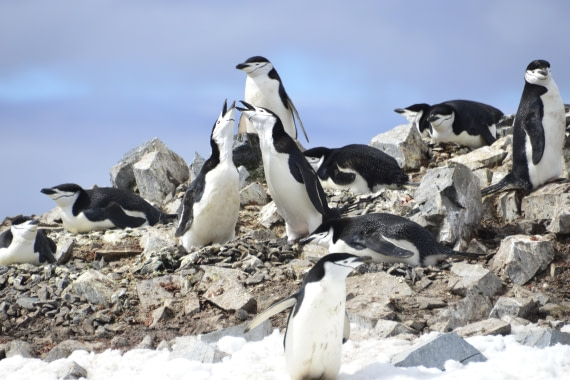 OTL24-25, Day 8, Gary 8Dec-Halfmoon Is-Mutual call.JPG © Gary Miller - Oceanwide Expeditions.JPG