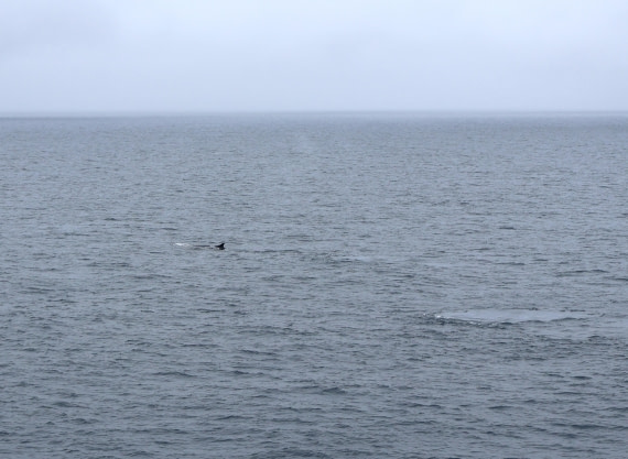 OTL24-25, Day 8, IMG_8402.JPG © Beth Hitchcock - Oceanwide Expeditions.JPG