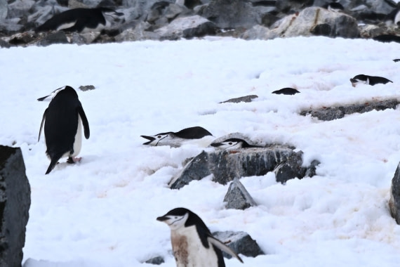 OTL24-25, Day 8, SAS_4887.JPG © Saskia van der Meij - Oceanwide Expeditions.JPG