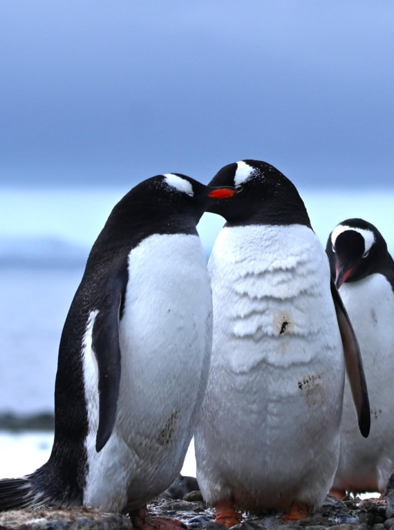 OTL24-25, Day 8, SAS_4933.JPG © Saskia van der Meij - Oceanwide Expeditions.JPG