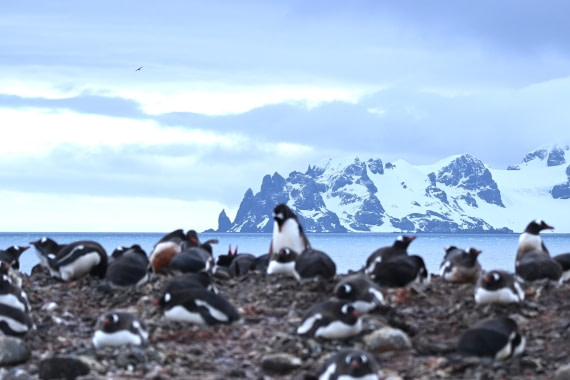 OTL24-25, Day 8, SAS_4936.JPG © Saskia van der Meij - Oceanwide Expeditions.JPG