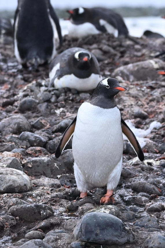 OTL24-25, Day 8, SAS_4938.JPG © Saskia van der Meij - Oceanwide Expeditions.JPG
