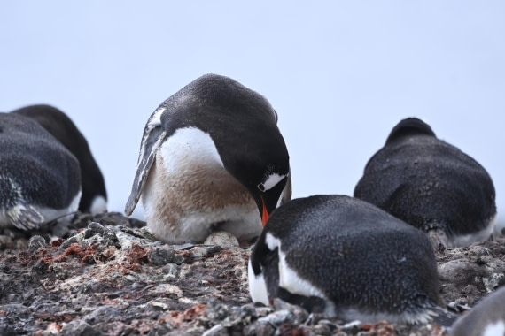 OTL24-25, Day 8, SAS_4942.JPG © Saskia van der Meij - Oceanwide Expeditions.JPG