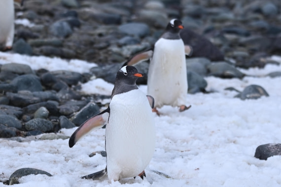 OTL24-25, Day 8, SAS_4946.JPG © Saskia van der Meij - Oceanwide Expeditions.JPG