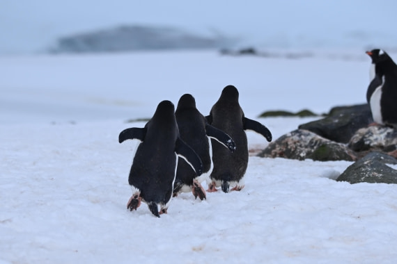 OTL24-25, Day 8, SAS_4954.JPG © Saskia van der Meij - Oceanwide Expeditions.JPG