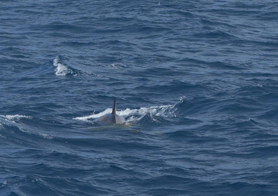 HDS24-25, Day 2, Southern Bottlenose Whale1 © Unknown photographer - Oceanwide Expeditions.JPG