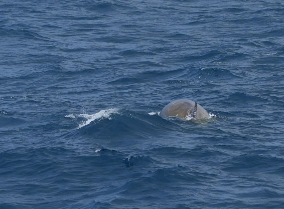 HDS24-25, Day 2, Southern Bottlenose Whale2 © Unknown photographer - Oceanwide Expeditions.JPG