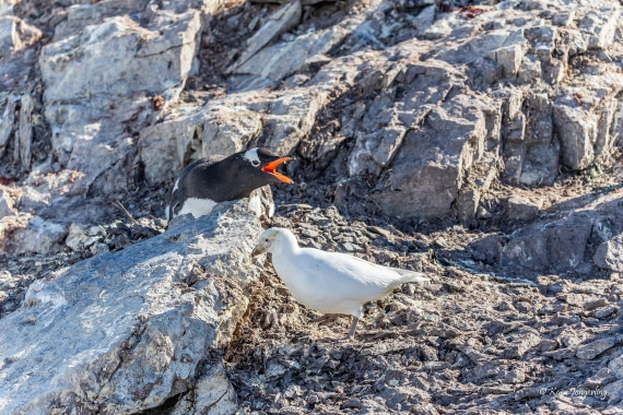 HDS24-25, Day 4, 5D5A0110 © Koen Jongerling - Oceanwide Expeditions.jpg