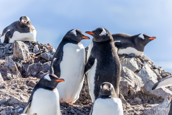 HDS24-25, Day 4, 5D5A0113 © Koen Jongerling - Oceanwide Expeditions.jpg