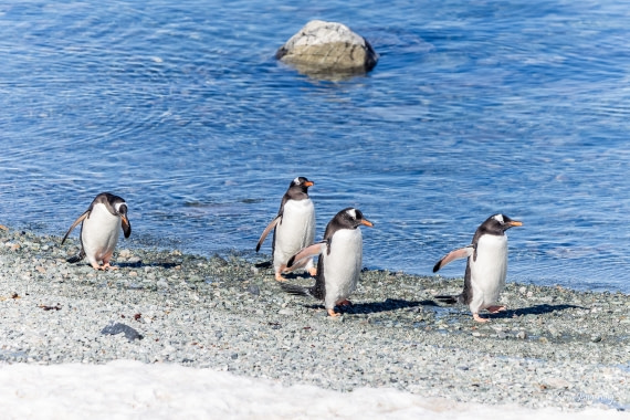 HDS24-25, Day 4, 5D5A0119 © Koen Jongerling - Oceanwide Expeditions.jpg