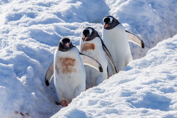 HDS24-25, Day 4, 5D5A0124 © Koen Jongerling - Oceanwide Expeditions.jpg