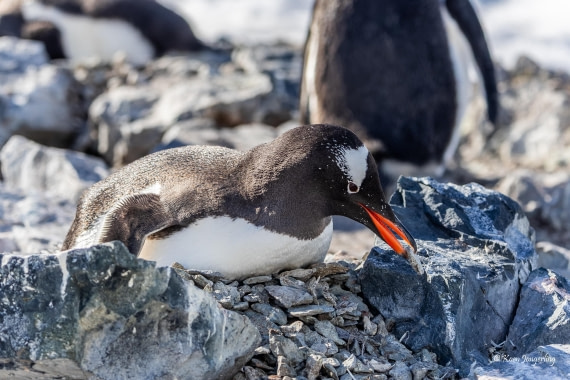 HDS24-25, Day 4, 5D5A0127 © Koen Jongerling - Oceanwide Expeditions.jpg