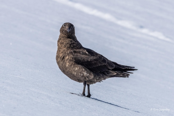 HDS24-25, Day 4, 5D5A0144 © Koen Jongerling - Oceanwide Expeditions.jpg