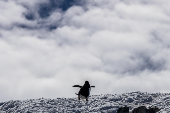 HDS24-25, Day 4, 5D5A0140 © Koen Jongerling - Oceanwide Expeditions.jpg