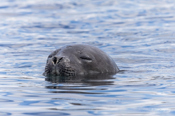 HDS24-25, Day 4, 5D5A0156 © Koen Jongerling - Oceanwide Expeditions.jpg