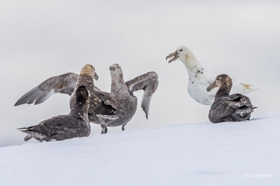 HDS24-25, Day 4, 5D5A0166 © Koen Jongerling - Oceanwide Expeditions.jpg