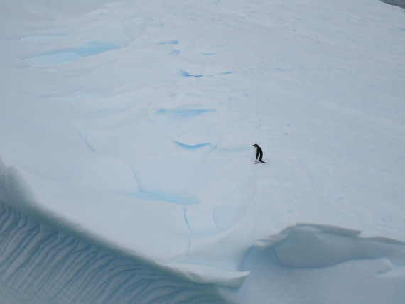 HDS24-25, Day 4, P1022998 © Unknown photographer - Oceanwide Expeditions.JPG