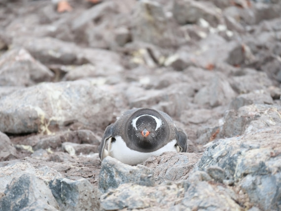 HDS24-25, Day 4, P1023007 © Unknown photographer - Oceanwide Expeditions.JPG