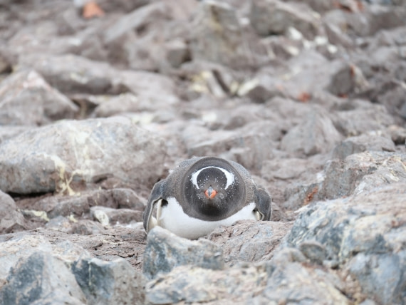 HDS24-25, Day 4, P1023008 © Unknown photographer - Oceanwide Expeditions.JPG