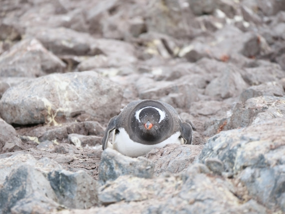 HDS24-25, Day 4, P1023009 © Unknown photographer - Oceanwide Expeditions.JPG