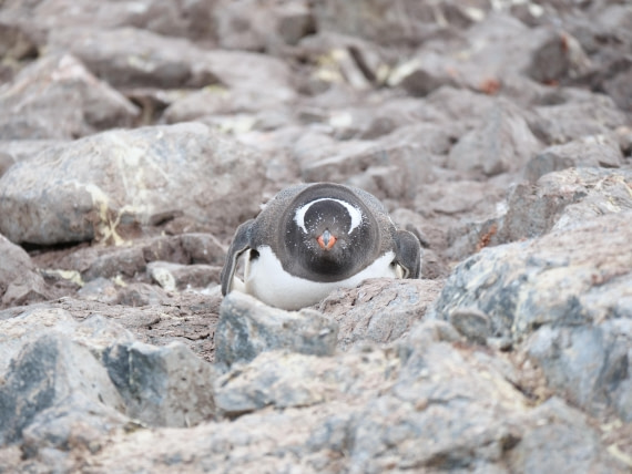HDS24-25, Day 4, P1023014 © Unknown photographer - Oceanwide Expeditions.JPG