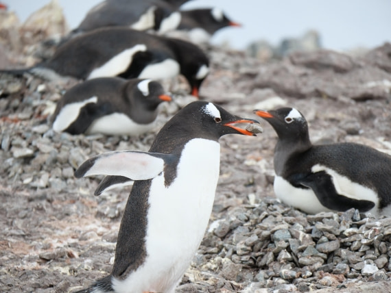 HDS24-25, Day 4, P1023018 © Unknown photographer - Oceanwide Expeditions.JPG