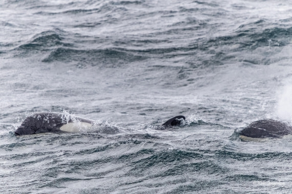 HDS24-25, Day 5, 5D5A0197 © Koen Jongerling - Oceanwide Expeditions.jpg