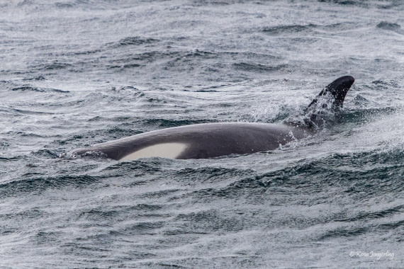 HDS24-25, Day 5, 5D5A0198 © Koen Jongerling - Oceanwide Expeditions.jpg