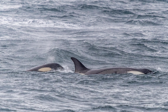 HDS24-25, Day 5, 5D5A0201 © Koen Jongerling - Oceanwide Expeditions.jpg