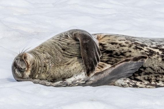 HDS24-25, Day 5, 5D5A0223 © Koen Jongerling - Oceanwide Expeditions.jpg