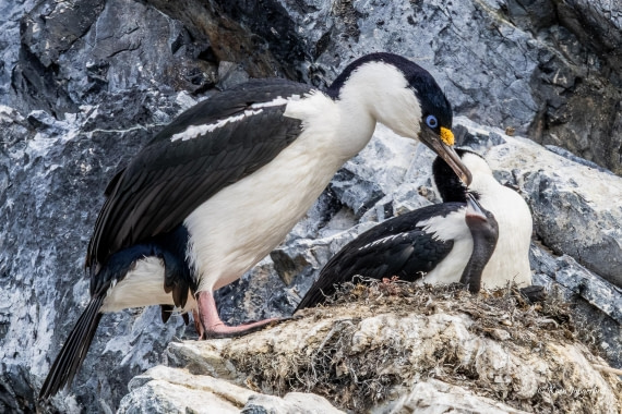 HDS24-25, Day 5, 5D5A0234 © Koen Jongerling - Oceanwide Expeditions.jpg