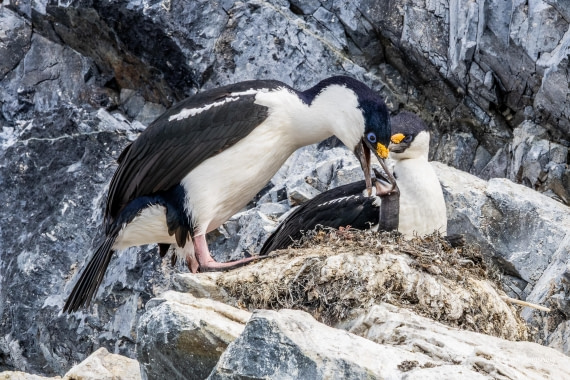 HDS24-25, Day 5, 5D5A0240 © Koen Jongerling - Oceanwide Expeditions.jpg